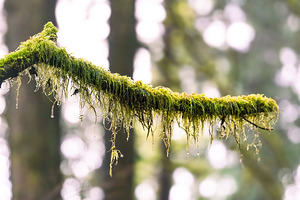 Tree branch
