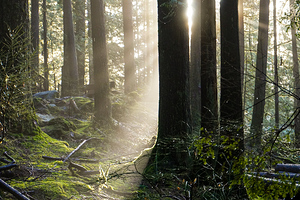 Sunrise in forest  