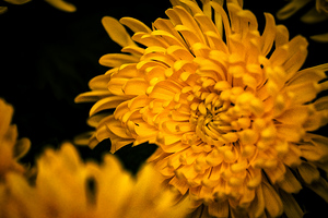 Yellow daisy flower