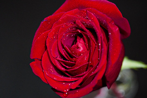Blooming rose 