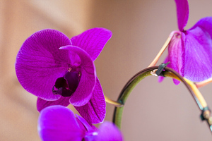 Orchid 