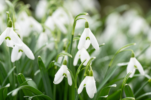 Snowdrop plant 