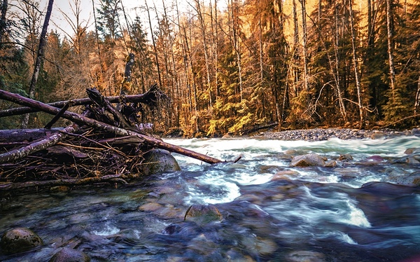 Lynn Valley Park  by TP Photography 