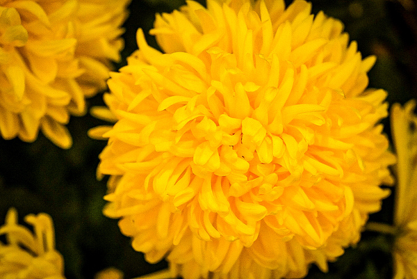 Azatec Marigold flower by TP Photography 