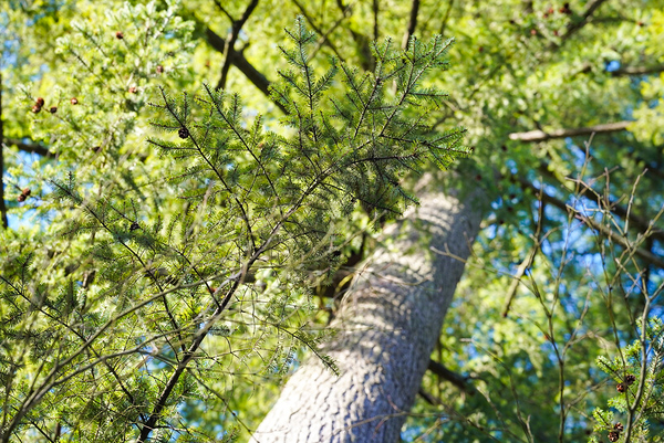 Trees by TP Photography 