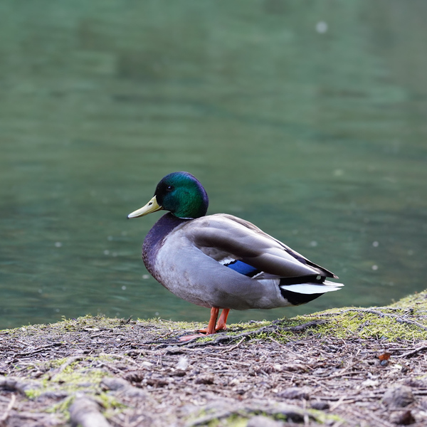Mallard duck  by TP Photography 