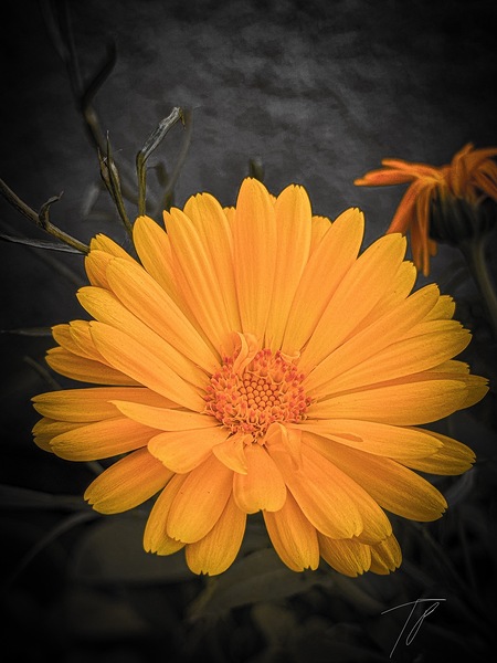 full bloom   by TP Photography 
