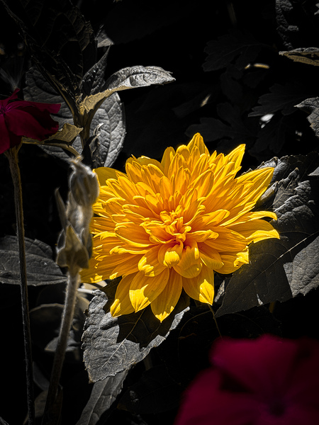 Dahlia flower  by TP Photography 