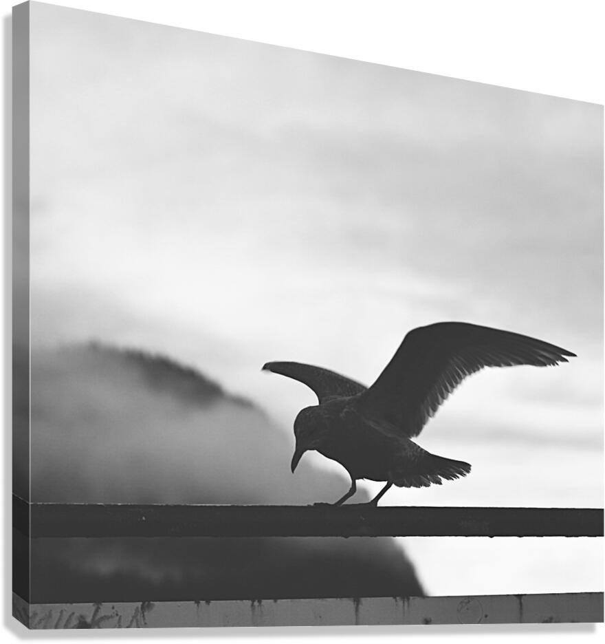 Seagull  Canvas Print
