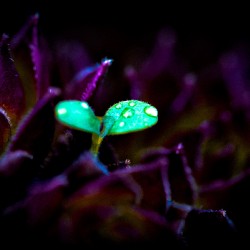 Baby plant