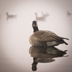 Canada Goose  _lake reflection