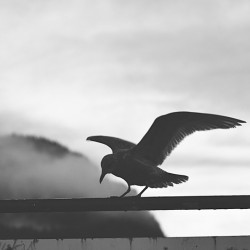 Seagull 