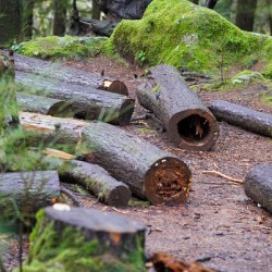 in the wood