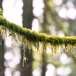 Tree branch