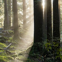 Sunrise in forest  