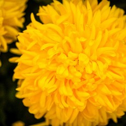 Azatec Marigold flower