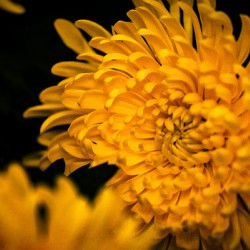 Yellow daisy flower