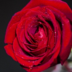 Blooming rose 