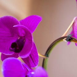 Orchid 
