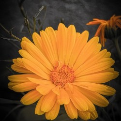full bloom  