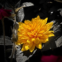 Dahlia flower 