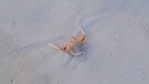 Crab 