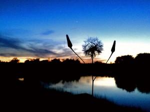 The Night