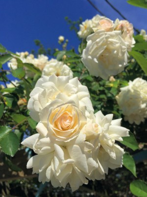 White Flowers 