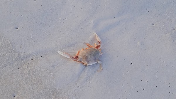 Crab  Print