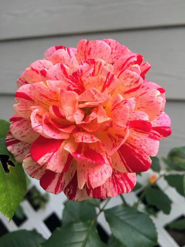 Bloom  Print