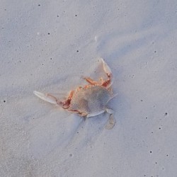 Crab 