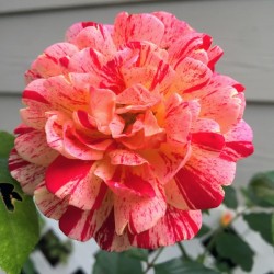 Bloom 