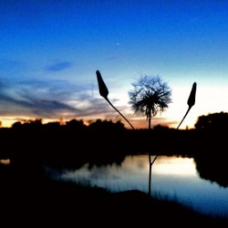 The Night