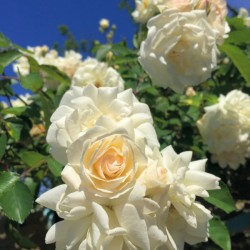 White Flowers 