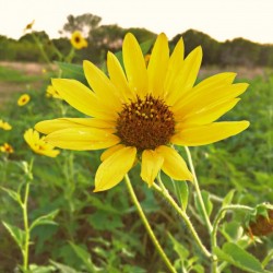 Crenshaw Park