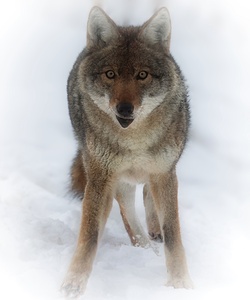Silent Snow Steady Eyes