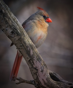 Soft Ember at Day’s End