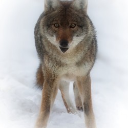 Silent Snow Steady Eyes