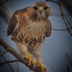 The Hunter’s Stillness