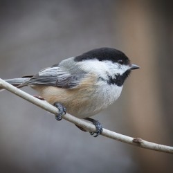 Whispers on a Single Perch