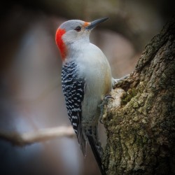 Red‑Bellied Royalty