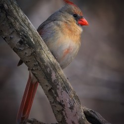 Soft Ember at Day’s End