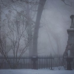 Whispers in the Morning Mist