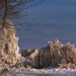 Icebound Trees Along the Winter Shore