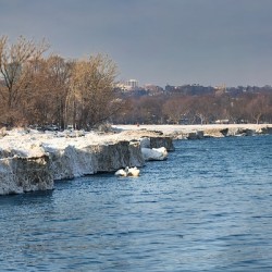 Toronto’s Arctic Fringe