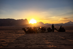 Dromedaries resting in the sand of wadi rum desert at sunset wit