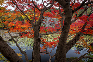 Japanese garden showing vibrant autumn colors