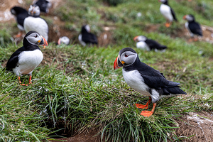 Colorful atlantic puffins gather on a grassy cliffside during br