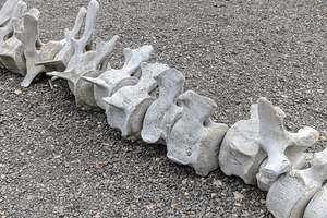 whale Whale vertebrae forming a line on gravel ground