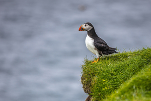 Atlantic puffins on the Faroe Islands.